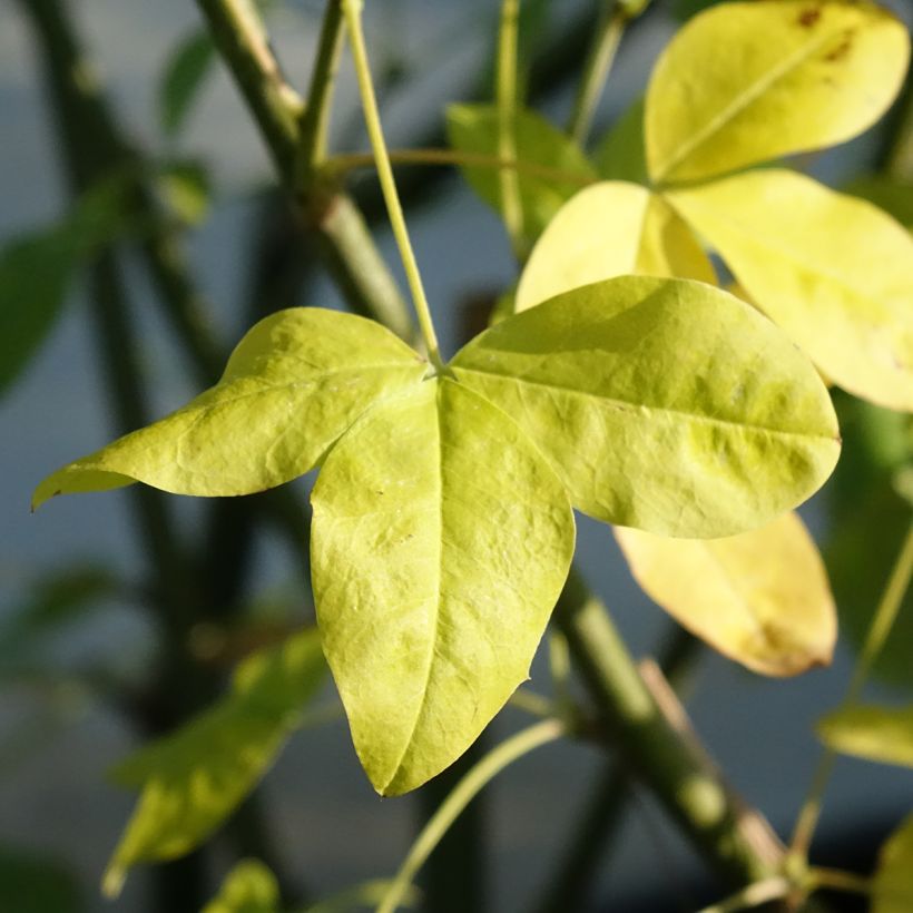 Laburnum watereri Vossii - Cytise pluie d'or (Feuillage)