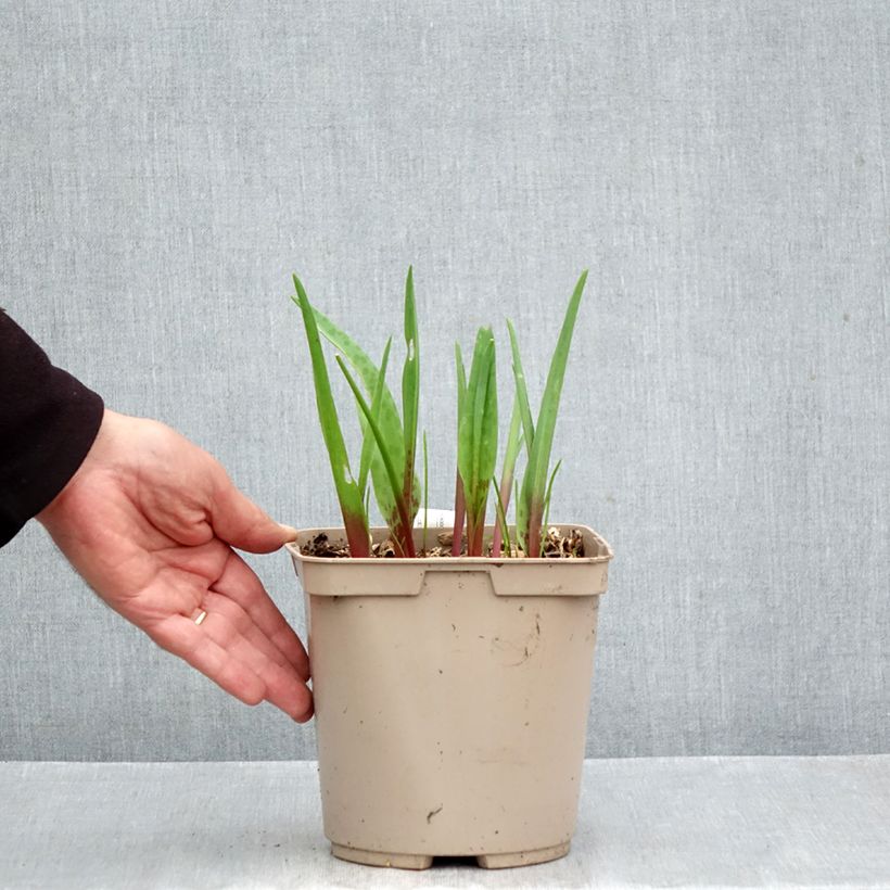 Spécimen de Lachenalia Rosabeth - Coucou du Cap Pot de 3L/4L tel que livré en automne