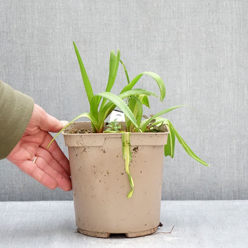 Spécimen de Lachenalia Rosabeth - Coucou du Cap Pot de 3L/4L tel que livré en hiver