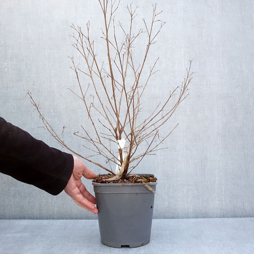 Spécimen de Lagerstroemia Camaïeu d'Eté - Lilas des Indes Pot de 4L/5L tel que livré au printemps