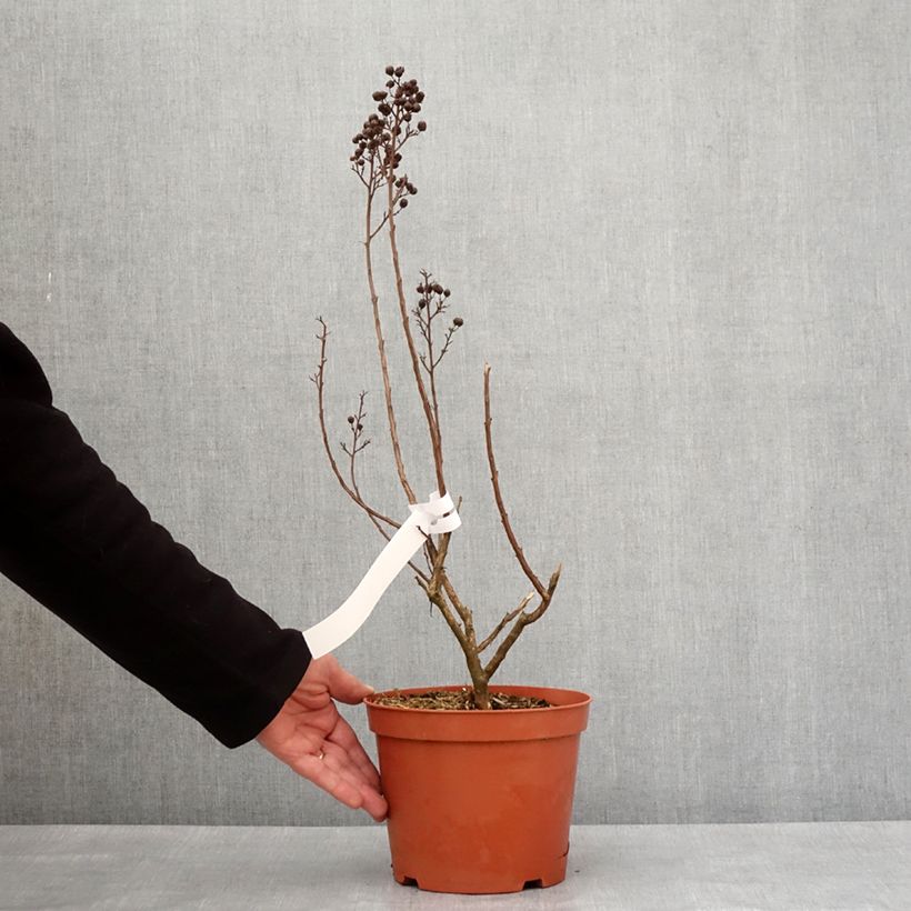 Spécimen de Lagerstroemia Enduring White - Lilas des Indes Pot de 3L/4L, Touffe tel que livré en hiver