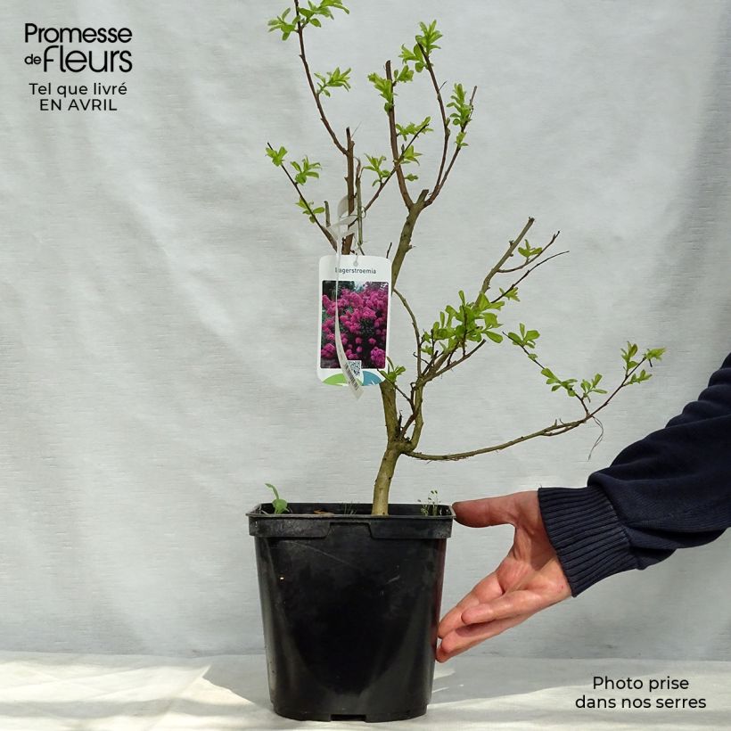 Lagerstroemia Violet d'Ete indyvio - Mirto crespo Vaso da 3L/4L esemplare consegnato in primavera