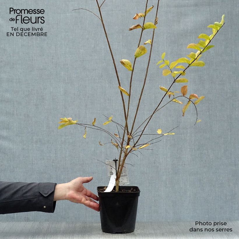 Spécimen de lagerstroemia indica Violet d'Eté indyvio - Lilas des Indes violine Pot de 3L/4L tel que livré en hiver