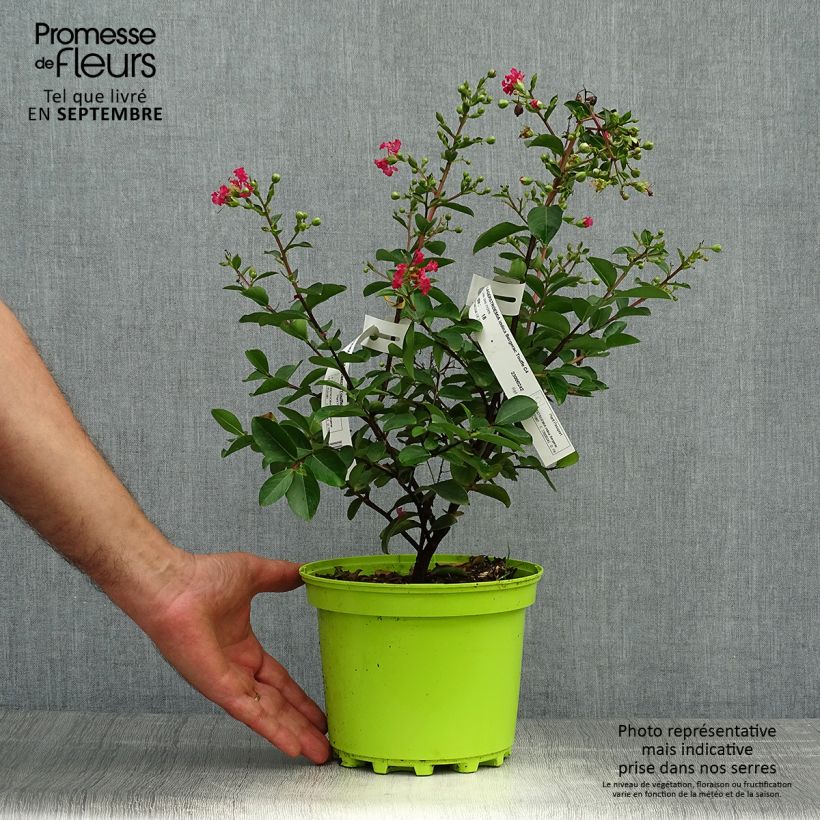 Spécimen de Lagerstroemia indica Bergerac - Lilas des Indes Pot de 3L/4L, Touffe tel que livré en automne