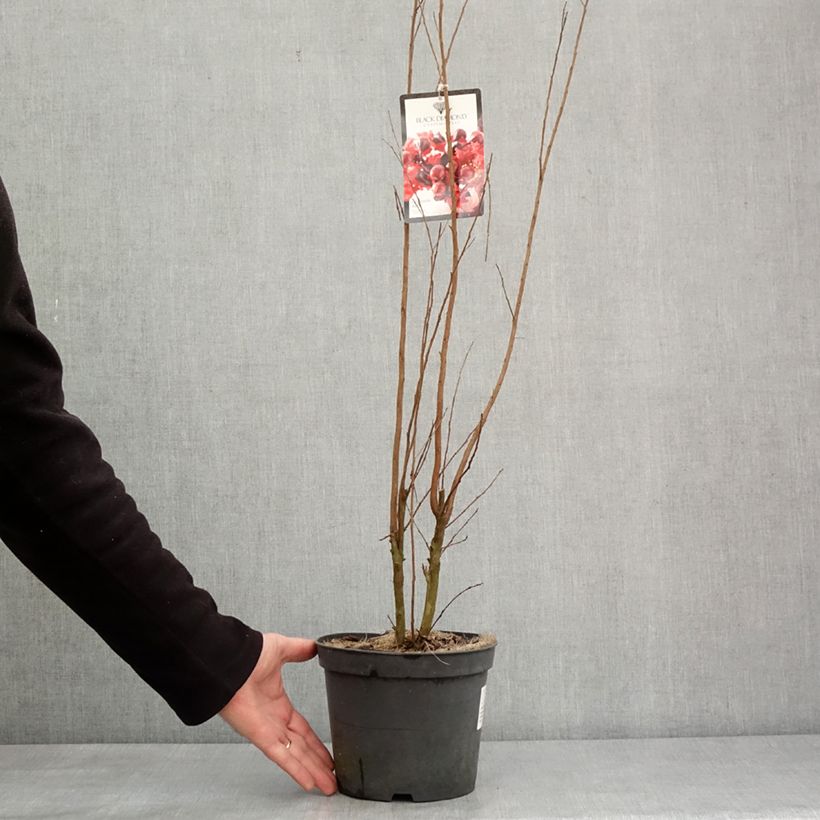 Spécimen de Lagerstroemia indica Black Solitaire (Black Diamond) Crimson Red - Lilas des Indes Pot de 3L/4L tel que livré en hiver