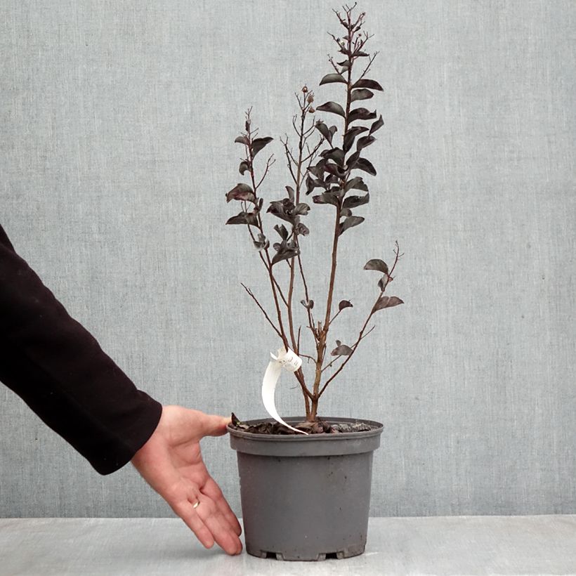 Spécimen de Lagerstroemia indica Black Solitaire (Black Diamond) Pure White - Lilas des Indes Pot de 3L/4L tel que livré en automne