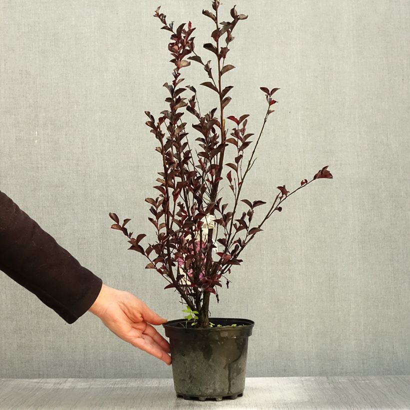 Spécimen de Lagerstroemia indica Black Solitaire (Black Diamond) Purely Purple - Lilas des Indes Pot de 3L/4L, Touffe tel que livré en automne