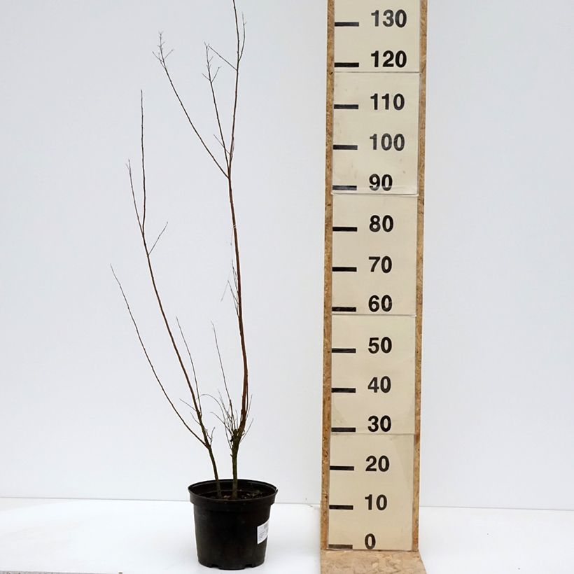 Spécimen de Lagerstroemia indica Black Solitaire (Black Diamond) Red Hot - Lilas des Indes Pot de 4L/5L tel que livré au printemps