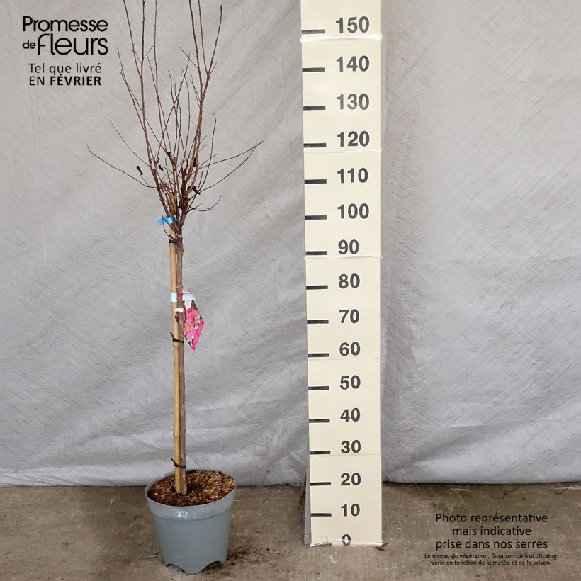 Spécimen de Lagerstroemia indica Black Solitaire (Black Diamond) Shell Pink - Lilas des Indes Pot de 7,5L/10L, Demi-tige tel que livré en hiver