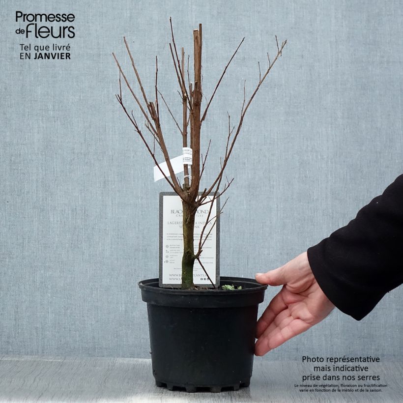 Spécimen de Lagerstroemia indica Black Solitaire (Black Diamond) Shell Pink - Lilas des Indes Pot de 3L/4L tel que livré en hiver