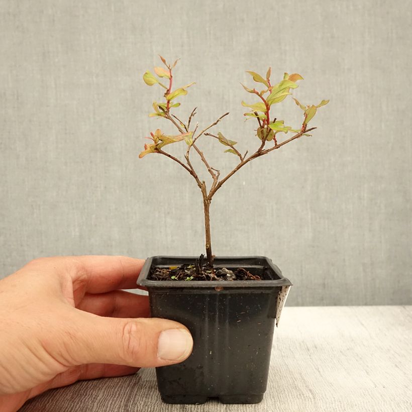 Spécimen de Lagerstroemia indica Cherry 'Lelaro' (Bouquet Rouge) - Lilas des Indes  Godet de 8/9 cm tel que livré en automne