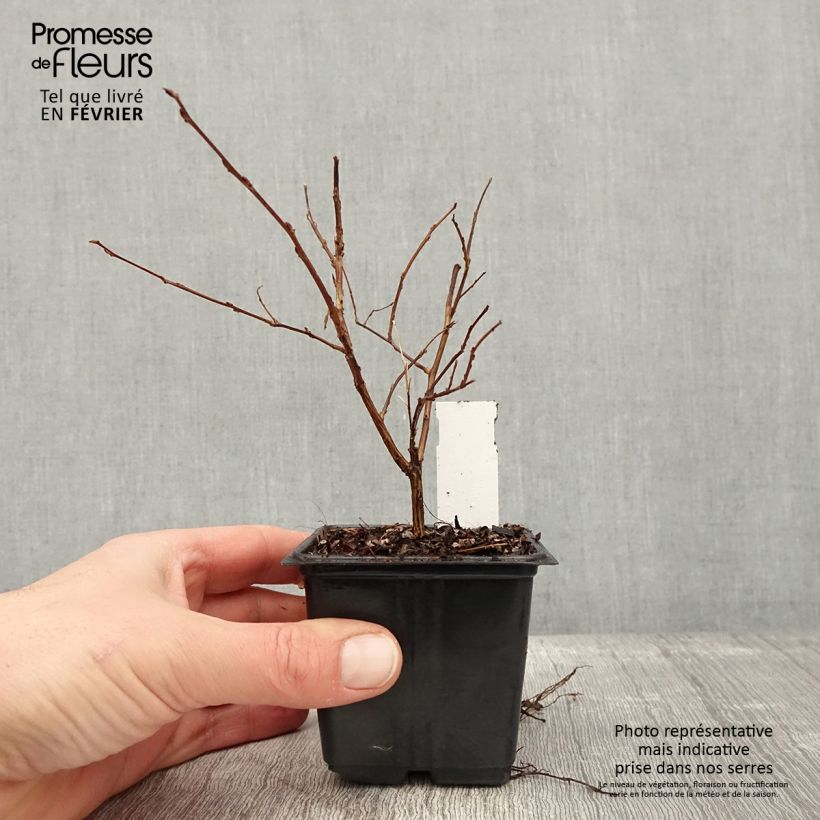 Spécimen de Lagerstroemia indica Cherry 'Lelaro' (Bouquet Rouge) - Lilas des Indes  Godet de 8/9 cm tel que livré en hiver