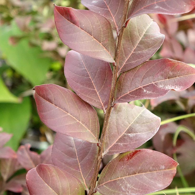 Lagerstroemia indica Coral Magic - Lilas des Indes (Feuillage)