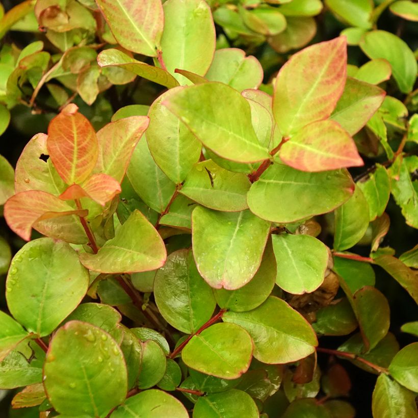 Lagerstroemia indica Dynamite  - Lilas des Indes (Feuillage)