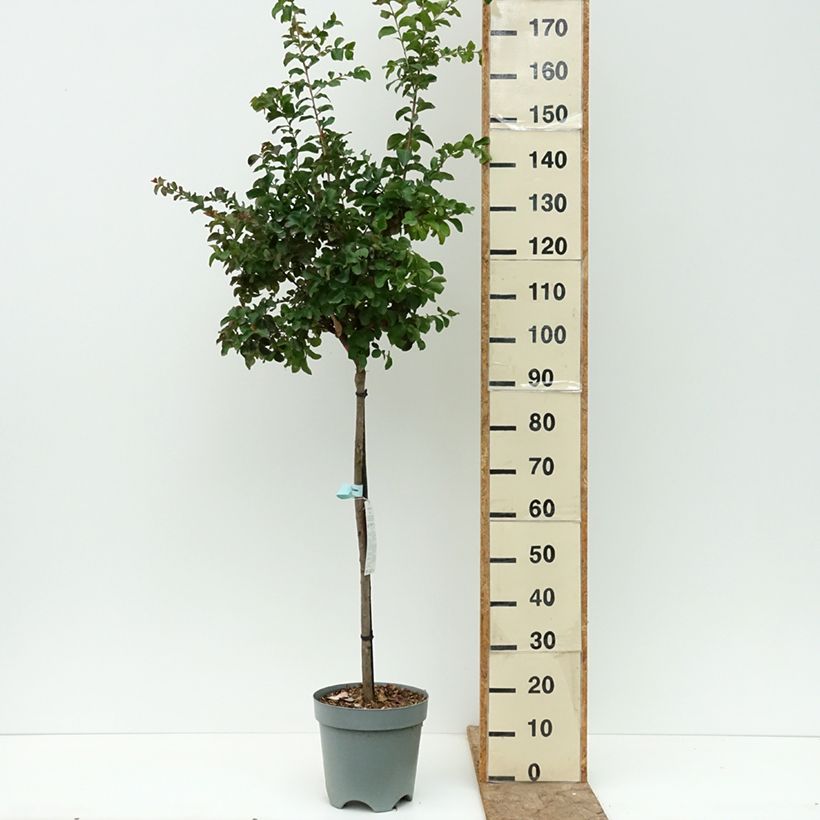 Spécimen de Lagerstroemia indica Dynamite  - Lilas des Indes Pot de 7,5L/10L, Tige tel que livré en été