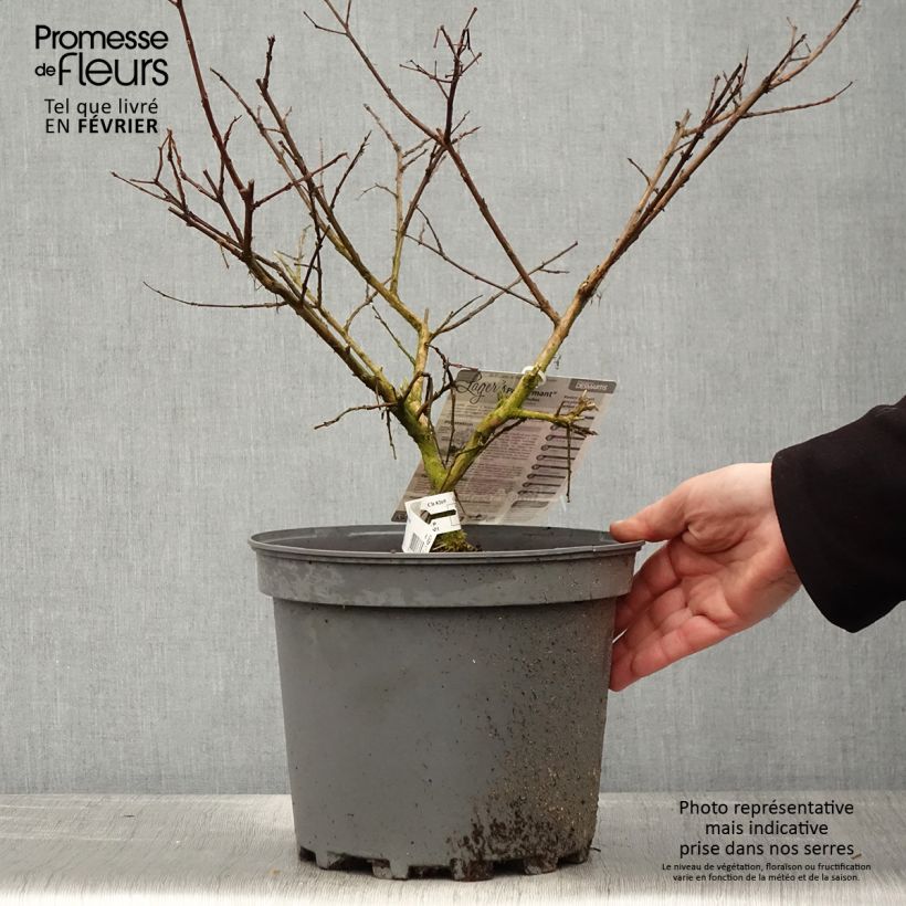 Spécimen de Lagerstroemia indica Pécharmant - Lilas des Indes Pot de 7,5L/10L tel que livré en hiver
