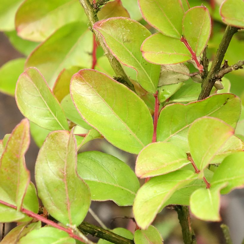 Lagerstroemia indica Pécharmant - Lilas des Indes (Feuillage)