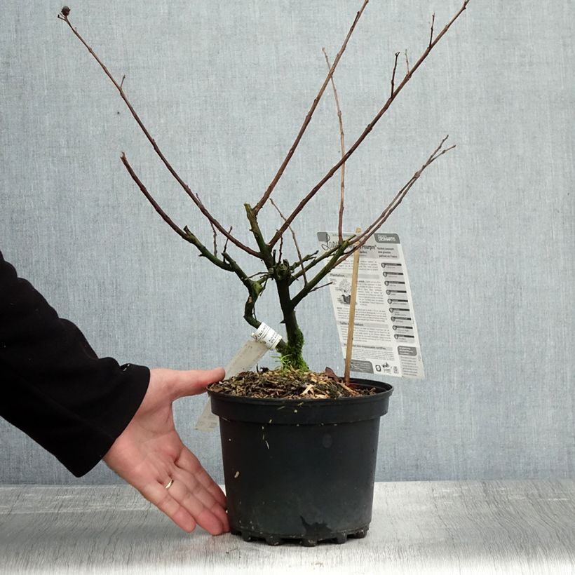 Spécimen de Lagerstroemia indica Périgord Pourpre - Lilas des Indes Pot de 3L/4L tel que livré en automne
