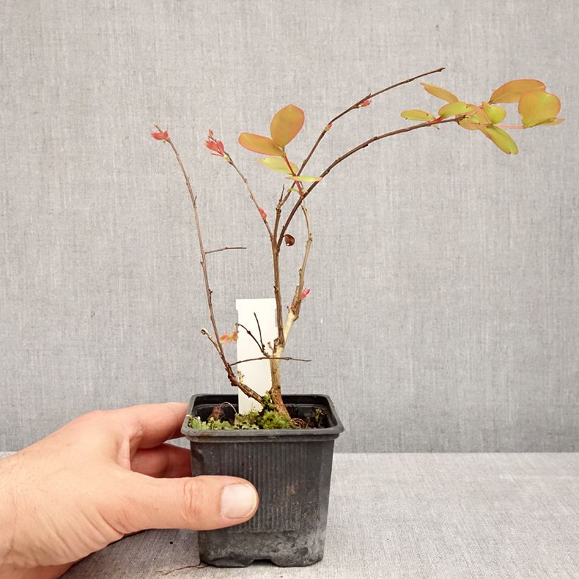 Spécimen de Lagerstroemia indica Petite Snow - Lilas des Indes Godet de 8/9 cm tel que livré au printemps