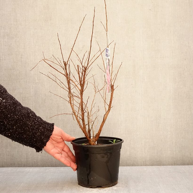 Spécimen de Lagerstroemia indica Pink Grand Sud - Lilas des Indes Pot de 3L/4L, Buisson tel que livré en hiver
