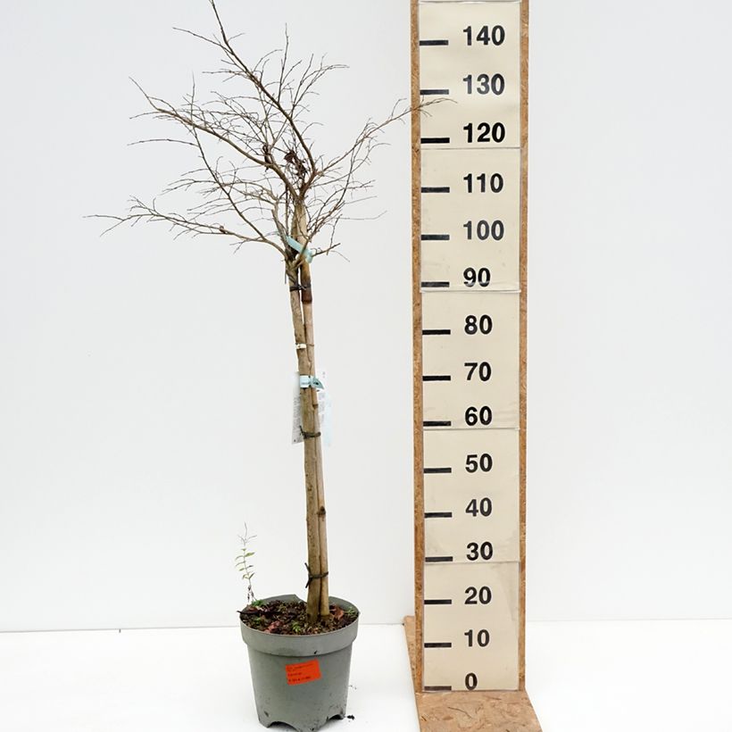 Spécimen de Lagerstroemia indica Pixie White - Lilas des Indes  Pot de 7,5L/10L, Demi-Tige tel que livré en automne