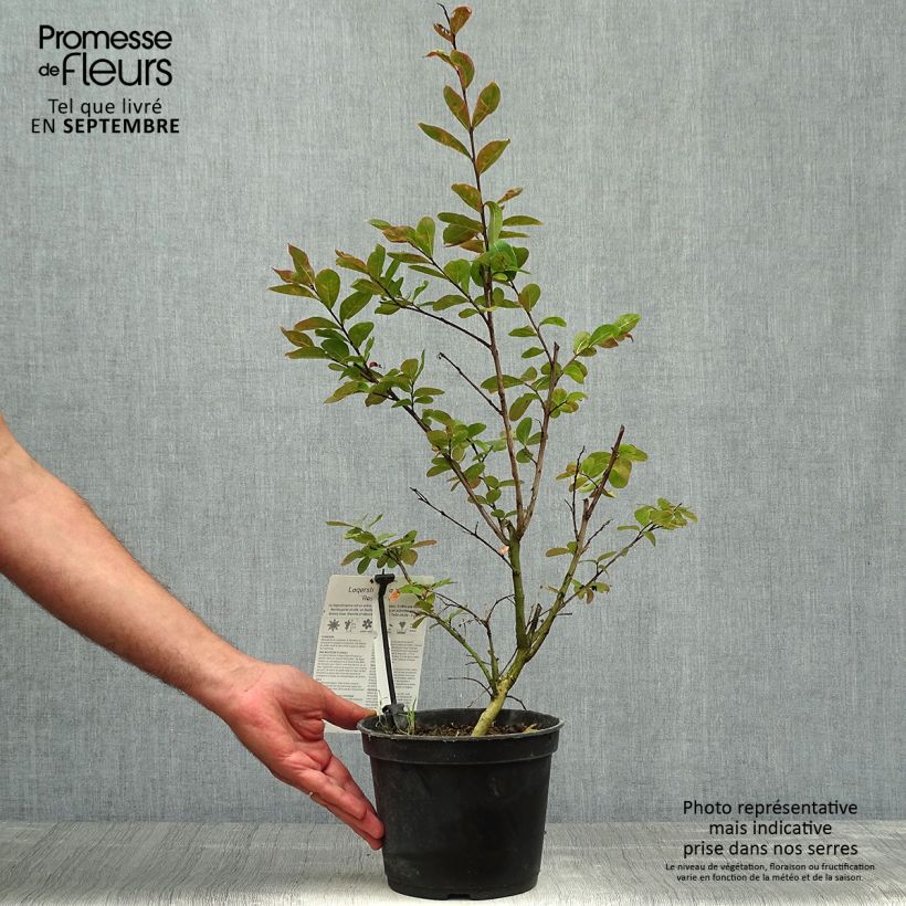Spécimen de Lagerstroemia indica Rose Indien - Lilas des Indes Pot de 3L/4L tel que livré en automne