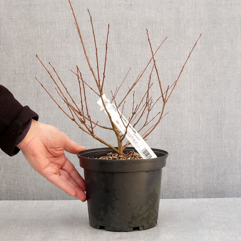 Spécimen de Lagerstroemia indica Summer Charm Tonto - Lilas des Indes  Pot de 3L/4L tel que livré en hiver