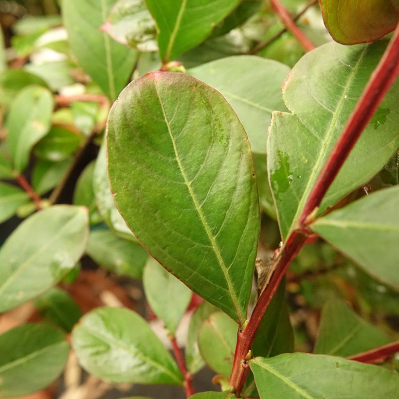 Lagerstroemia indica Terrasse Rouge - Lilas des Indes (Feuillage)