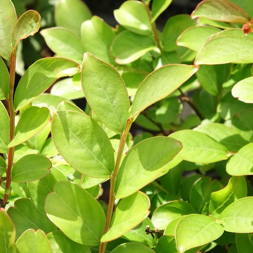 Lagerstroemia indica Terre Chinoise - Lilas des Indes (Feuillage)