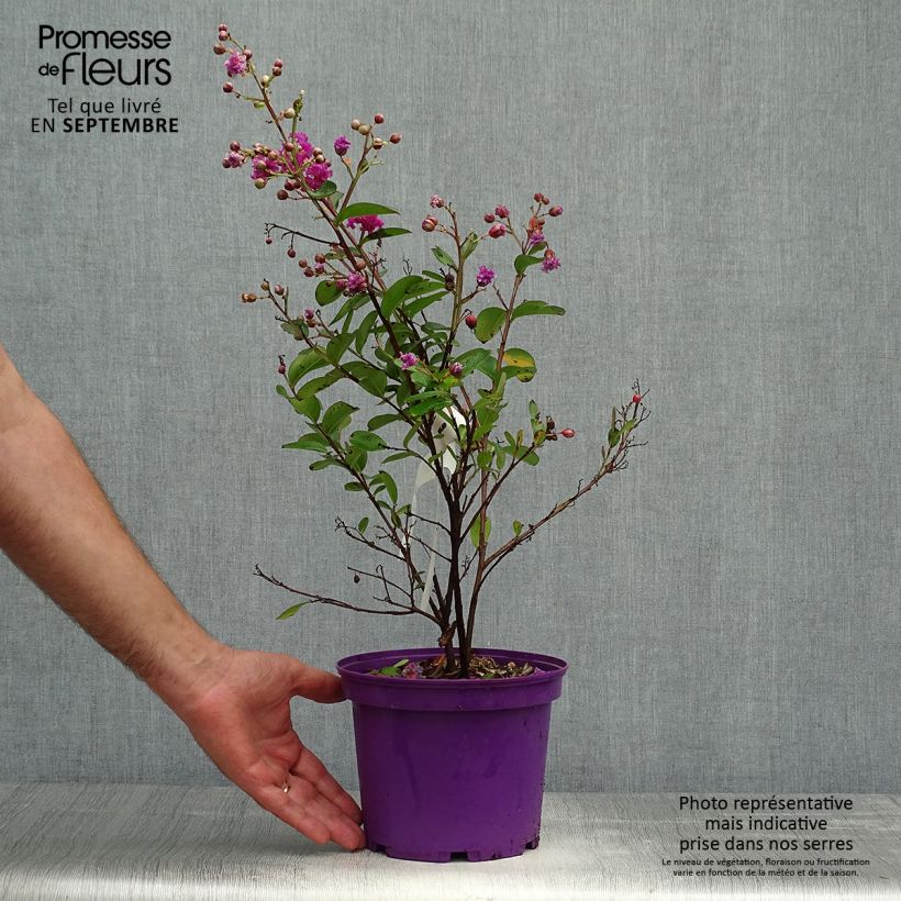 Spécimen de lagerstroemia indica Violet d'Eté indyvio - Lilas des Indes violine Pot de 3L/4L tel que livré en automne