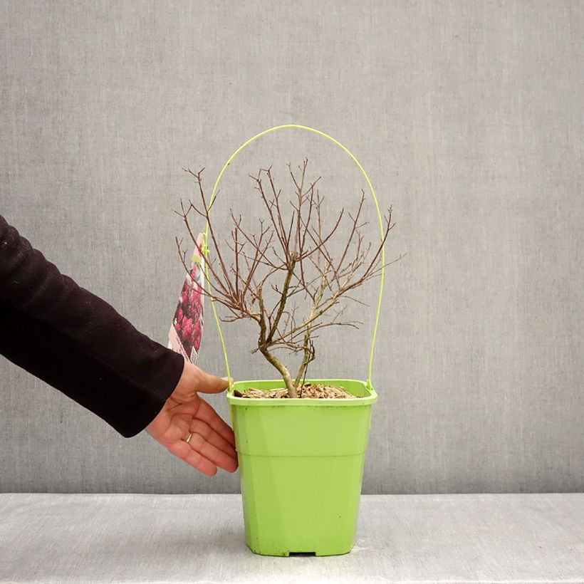 Spécimen de Lagerstroemia indica With Love Kiss Milarosso - Lilas des Indes Pot de 3L/4L tel que livré en hiver