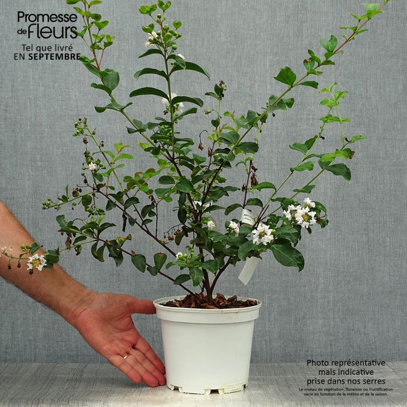 Spécimen de Lagerstroemia Neige d'Eté - Lilas des Indes Pot de 3L/4L tel que livré en automne