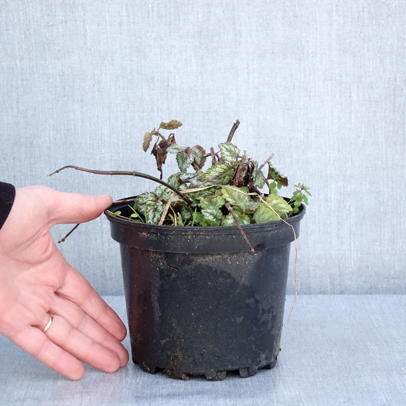 Spécimen de Lamiastrum galeobdolon Florentinum - Lamier doré Pot de 2L/3L tel que livré en hiver