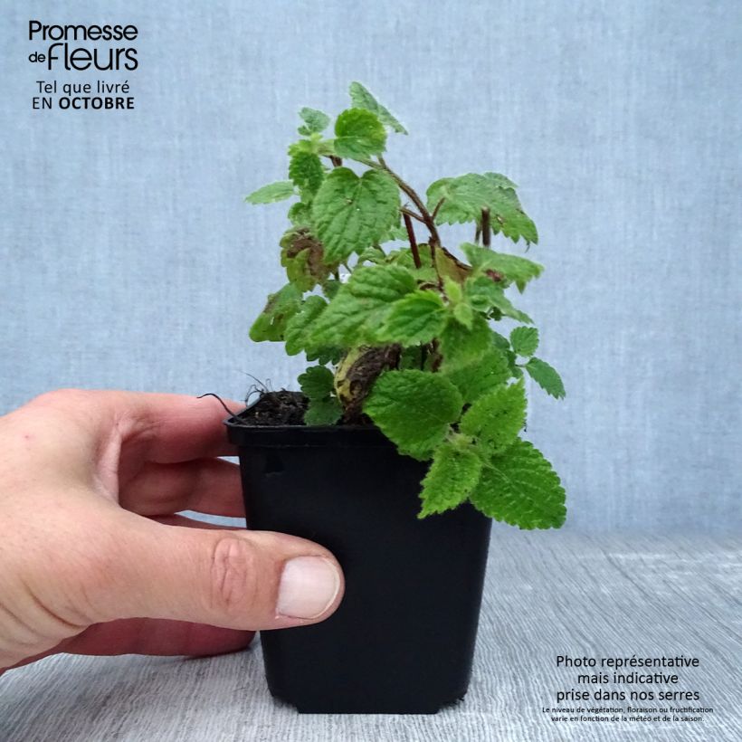 Spécimen de Lamiastrum ou Lamium galeobdolon - Ortie jaune Godet de 8/9 cm tel que livré en automne