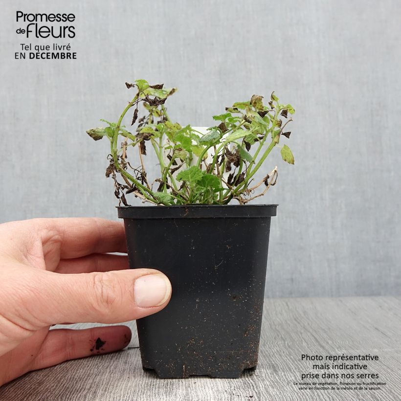 Spécimen de Lamium maculatum Album - Lamier maculé Godet de 8/9 cm tel que livré en automne