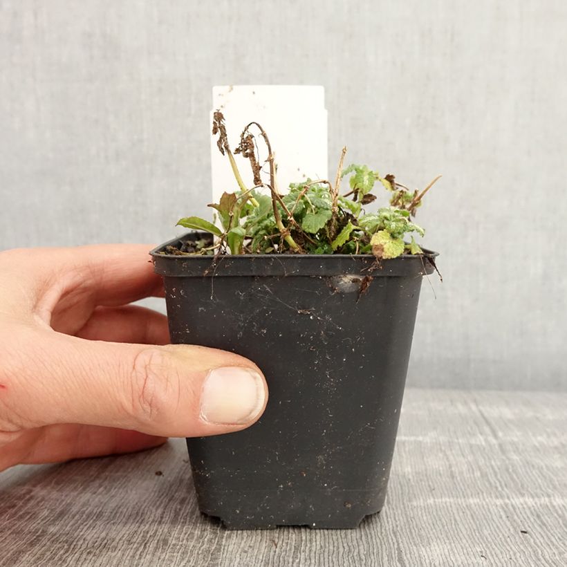 Lamium maculatum Album Vasetto da 8/9 cm esemplare consegnato in primavera