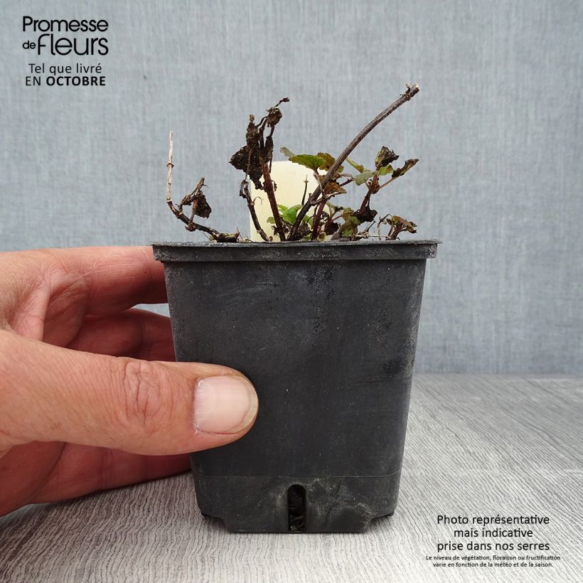 Spécimen de Lamium maculatum Chequers Godet de 8/9 cm tel que livré en automne