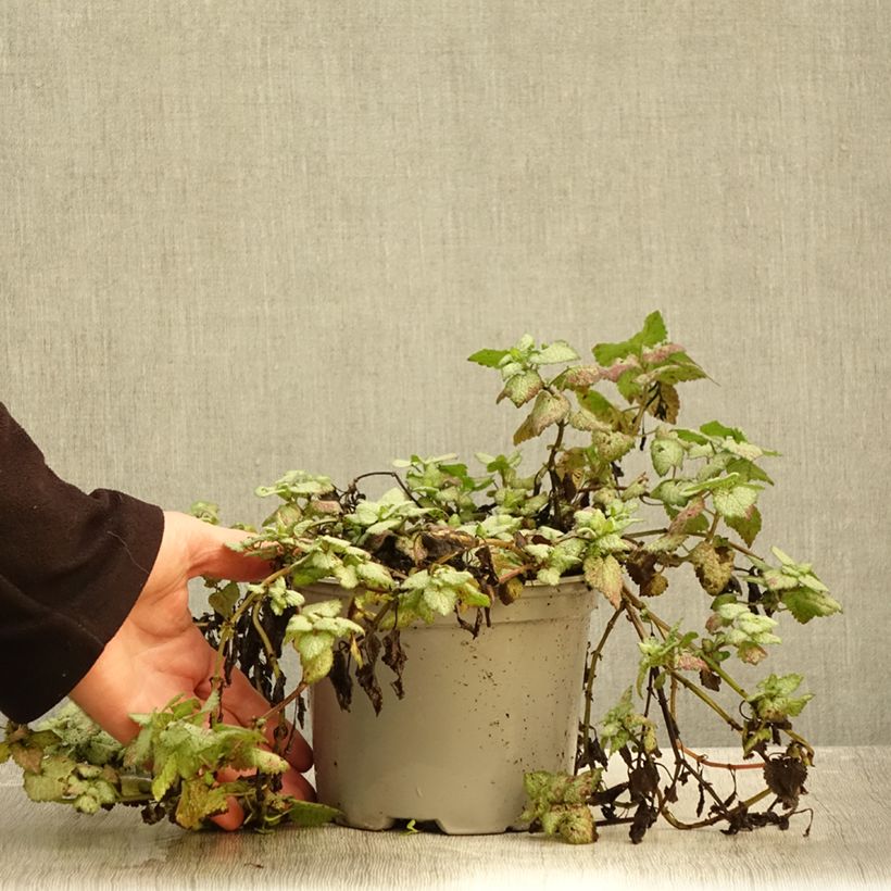 Spécimen de Lamium maculatum Red Nancy - Lamier pourpre Pot de 2L/3L tel que livré en automne