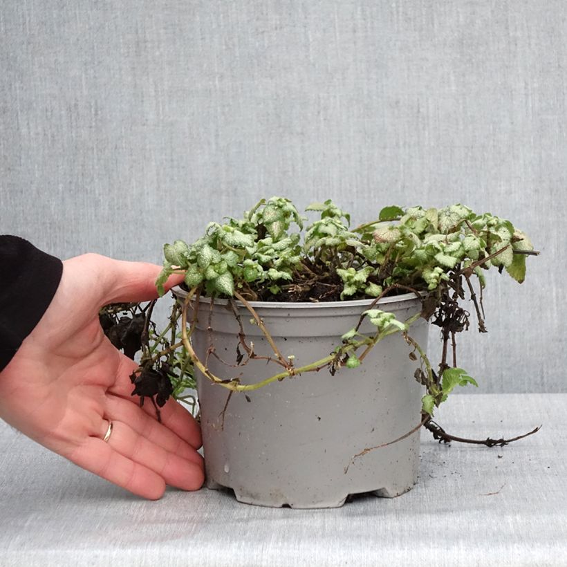 Spécimen de Lamium maculatum Red Nancy - Lamier pourpre Pot de 2L/3L tel que livré en hiver
