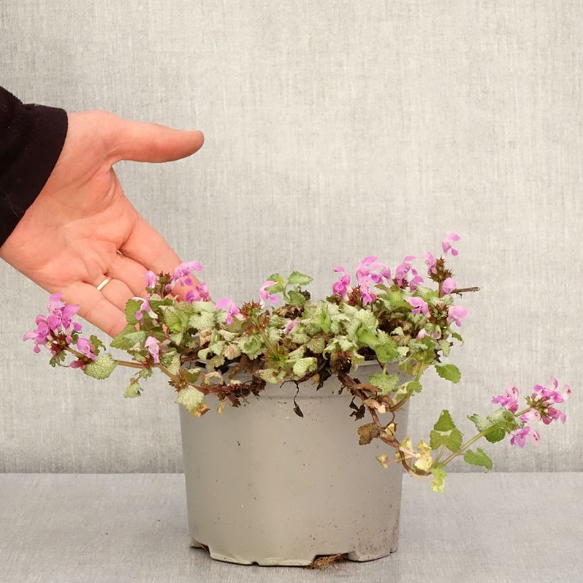 Spécimen de Lamium maculatum Red Nancy - Lamier pourpre Pot de 2L/3L tel que livré au printemps