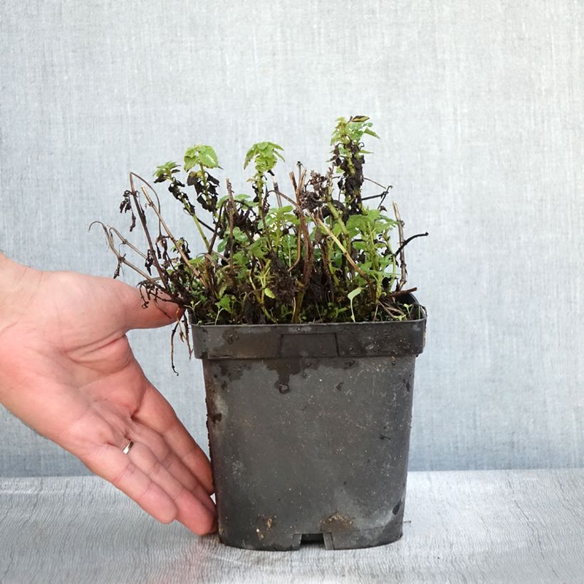 Spécimen de Lamium maculatum Shell Pink - Lamier rose Pot de 2L/3L tel que livré en automne