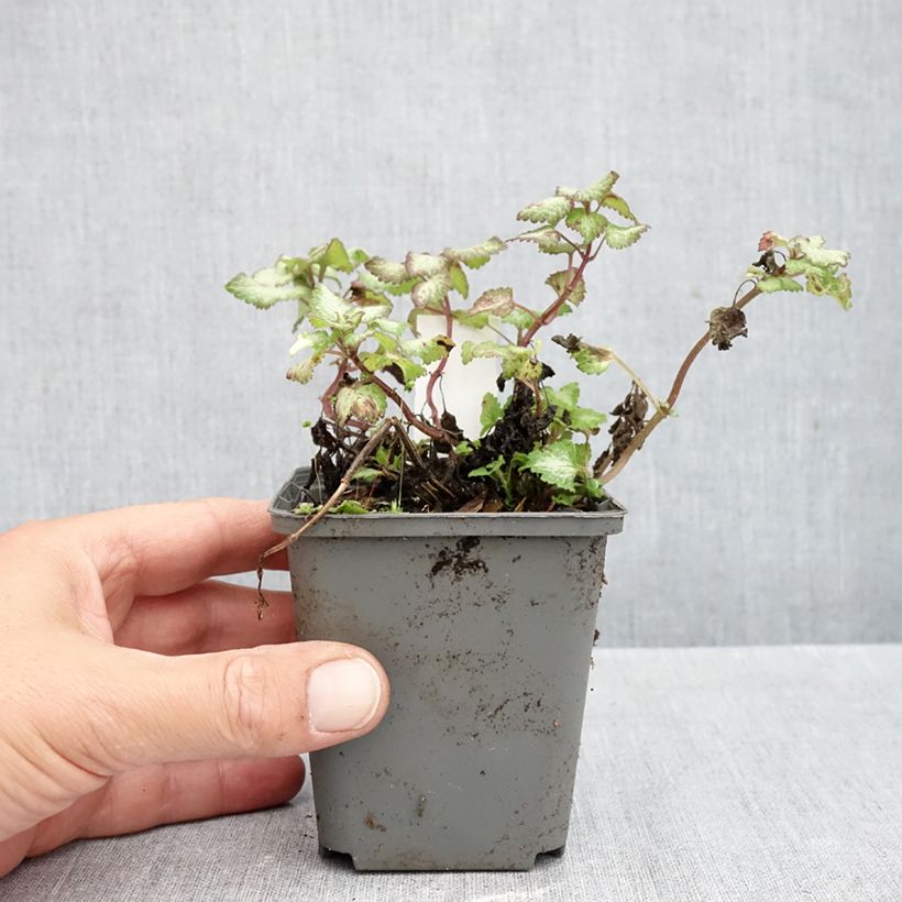 Spécimen de Lamium maculatum Sterling Silver - Lamier argenté Godet de 8/9 cm tel que livré en automne