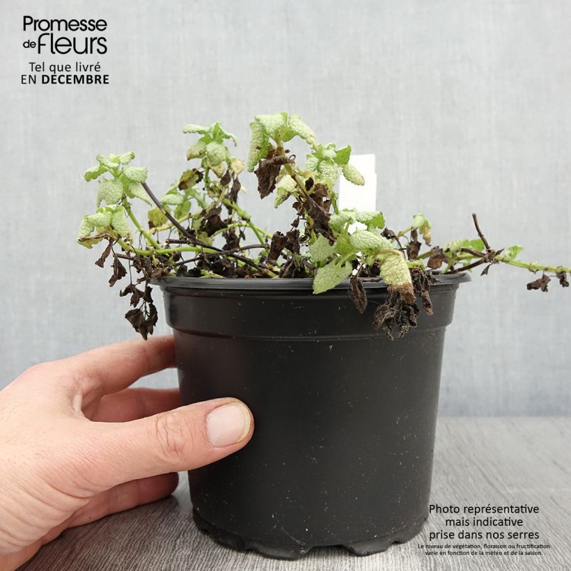 Spécimen de Lamium maculatum White Nancy - Lamier blanc Pot de 2L/3L tel que livré en automne