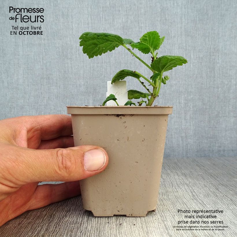 Spécimen de Lamium orvala Album - Lamier orvale Godet de 8/9 cm tel que livré en automne