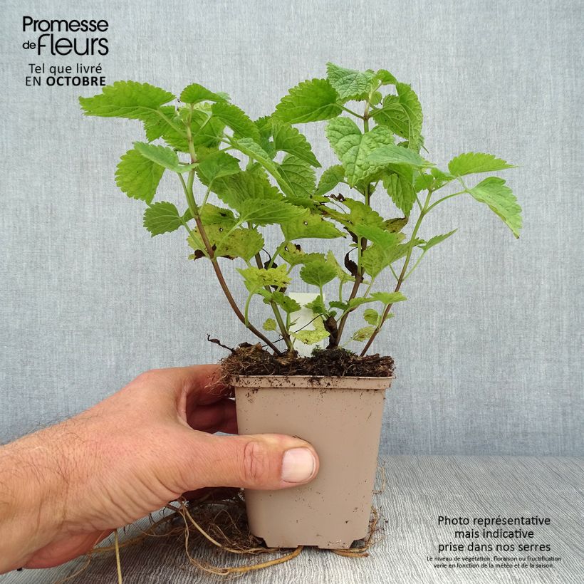 Spécimen de Lamium orvala - Lamier orvale Godet de 8/9 cm tel que livré en automne