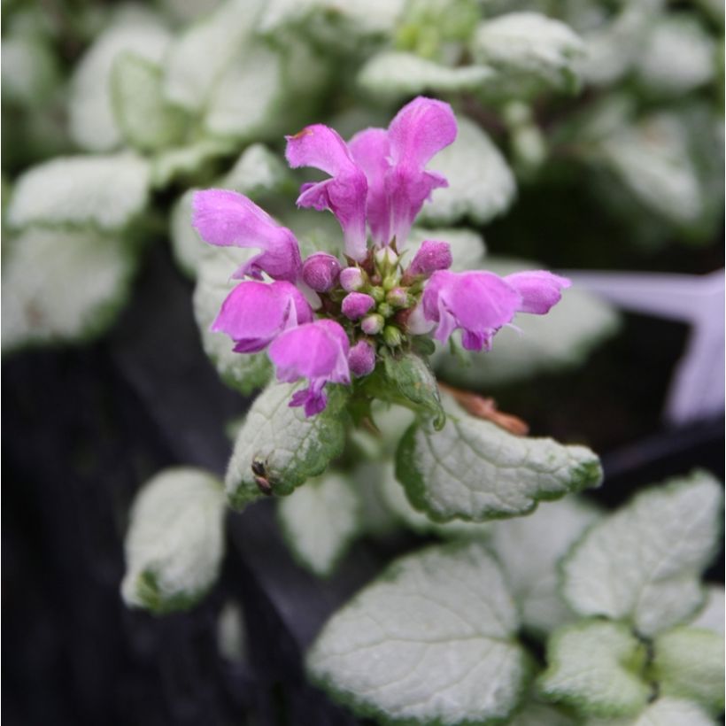 Lamium maculatum Red Nancy - Lamier pourpre (Floraison)