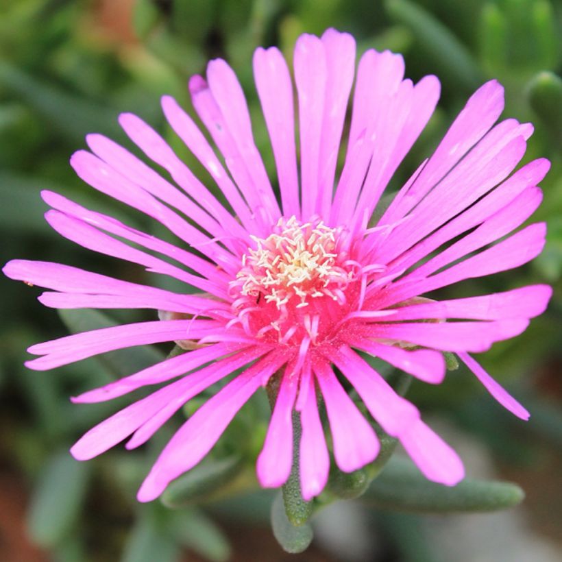 Lampranthus aurantiacus Fleurs roses - Ficoïde orange à fleurs roses (Floraison)