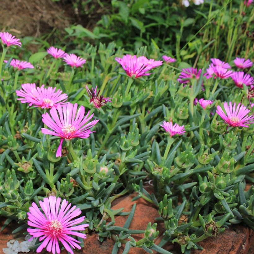 Lampranthus aurantiacus Fleurs roses - Ficoïde orange à fleurs roses (Port)