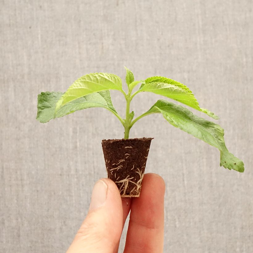 Spécimen de Lantana Bloomify White Mini-motte Ø 3/4 cm tel que livré au printemps