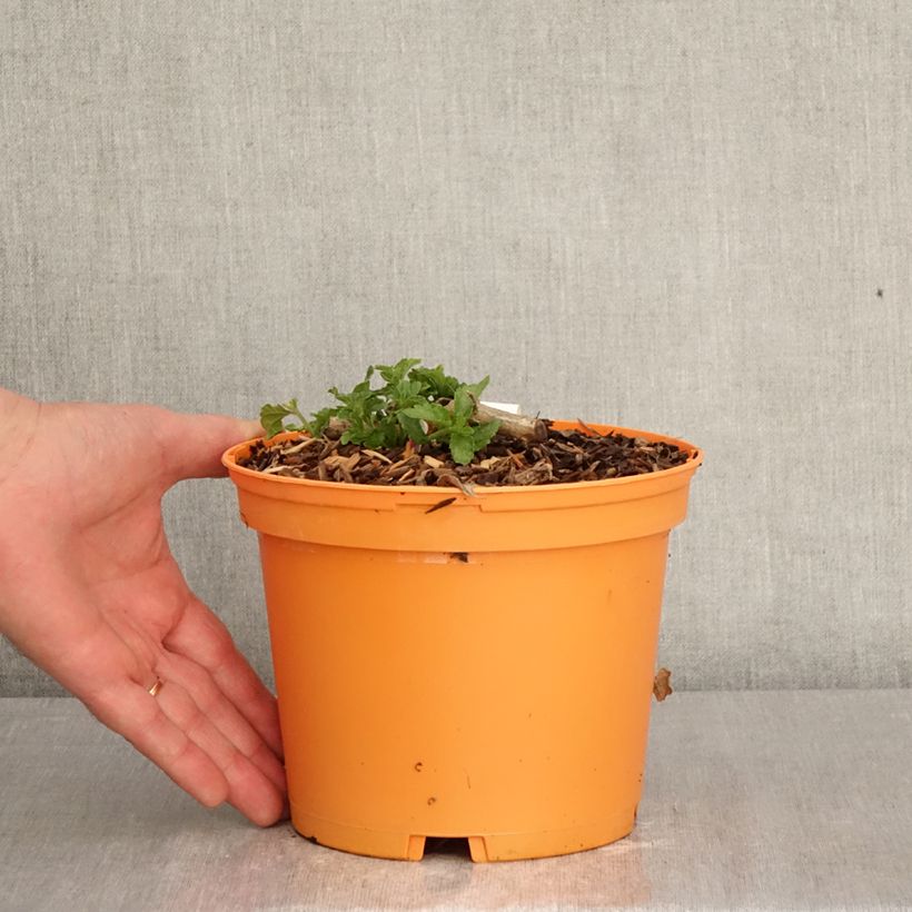 Spécimen de Lantana Chapel Hill Gold Pot de 2L/3L tel que livré au printemps